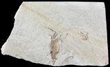 Fossil Pea Crab (Pinnixa) From California - Miocene #63735-1